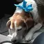 Chucksterのプロフィール画像