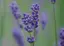 ラベンダーのプロフィール画像