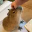 やまとのプロフィール画像