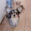 あのプロフィール画像