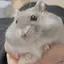 moのプロフィール画像