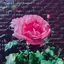 ぶのプロフィール画像