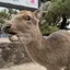 もろぴのプロフィール画像
