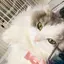 りーのプロフィール画像