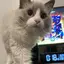 にとりんのプロフィール画像