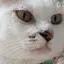 ところてんのプロフィール画像