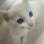 リンのプロフィール画像