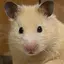 えびまよのプロフィール画像