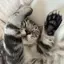 たちばーなのプロフィール画像