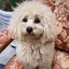 Kのプロフィール画像