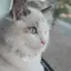 あゆみのプロフィール画像