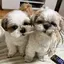 ゆのプロフィール画像