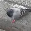 りぁのプロフィール画像