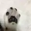 macoのプロフィール画像