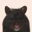 こあらのプロフィール画像