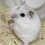 のんのプロフィール画像