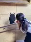 たぬきのプロフィール画像