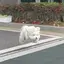 サのプロフィール画像