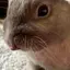 もかものプロフィール画像
