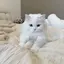 moのプロフィール画像