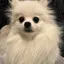 ポメラニアンのプロフィール画像