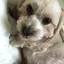 さつきのプロフィール画像