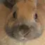 桃菜のプロフィール画像