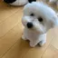 よぴのプロフィール画像