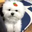 せいのプロフィール画像