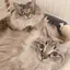はなのプロフィール画像