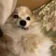 あものプロフィール画像