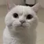 わんわんさんのプロフィール画像