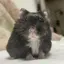 ぴょんのプロフィール画像