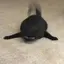 おりおのプロフィール画像