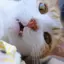 とむやむのプロフィール画像