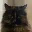 にゃんのプロフィール画像