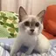 エルななのプロフィール画像