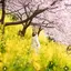 ひなのプロフィール画像