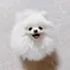 pecoのプロフィール画像