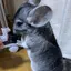 Chanのプロフィール画像