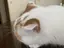 あゆみのプロフィール画像