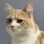 ねこたろうのプロフィール画像