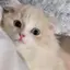 夢月のプロフィール画像