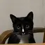 れーかのプロフィール画像
