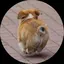 はちのプロフィール画像