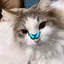 にゃんこのプロフィール画像