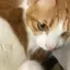 ふのプロフィール画像