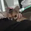 友美のプロフィール画像