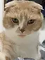 こちゃんのプロフィール画像