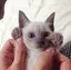 sakuraのプロフィール画像